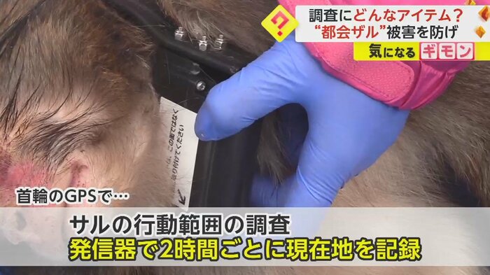 増加する“都会ザル”の被害を防ぐ