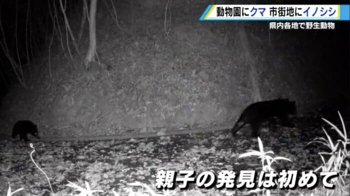 広島市安佐動物公園に侵入した野生のツキノワグマの親子
