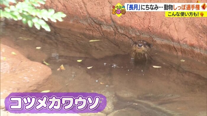 番外編 コツメカワウソ