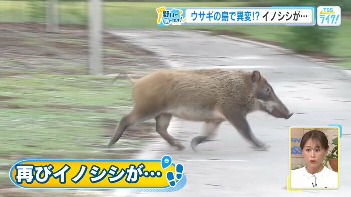 歩道を悠然と横切るイノシシ