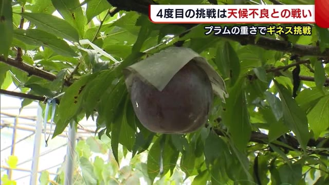 プラムの重さでギネス挑戦! 4度目の挑戦は天候不良との戦い【新潟市南区】