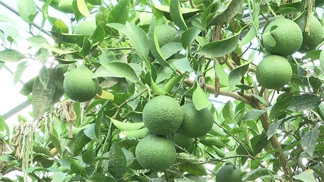 芦北高校 被災したデコポンの栽培再開【熊本】