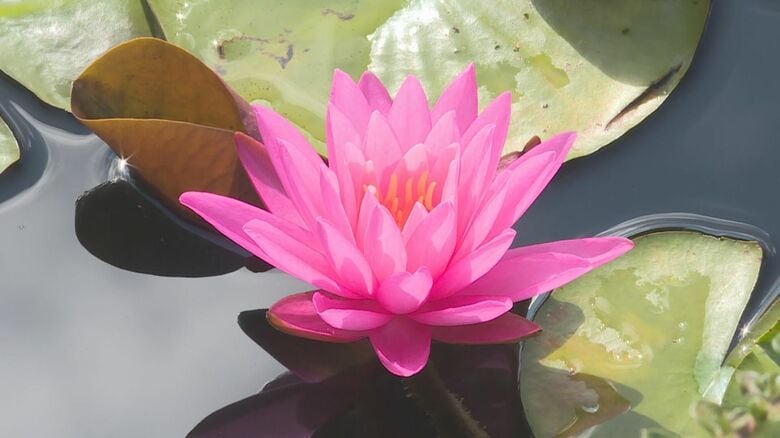 減反政策受け田んぼを100坪ほどの池に…岐阜県高山市でスイレンの花が見ごろ ハスも間もなく開花か｜FNNプライムオンライン