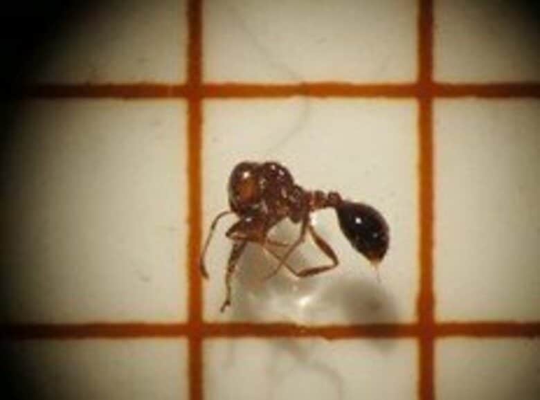 強毒のヒアリ約300匹確認　福岡市のアイランドシティ　コンテナヤードの外側に「素手で触らないで」今年度は全国4例目｜FNNプライムオンライン