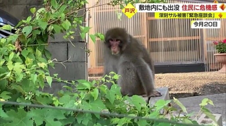【サル被害拡大】ついに敷地内にも…「いつ・どこで・どんな行動？　正確な情報で対策を」　村はデジタル・AI活用した対策視野に【山形発】｜FNNプライムオンライン