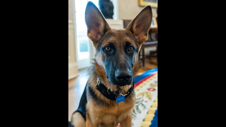 米・バイデン大統領の愛犬「コマンダー」シークレットサービスなどに噛みつく　これまでに11件のトラブル確認｜FNNプライムオンライン