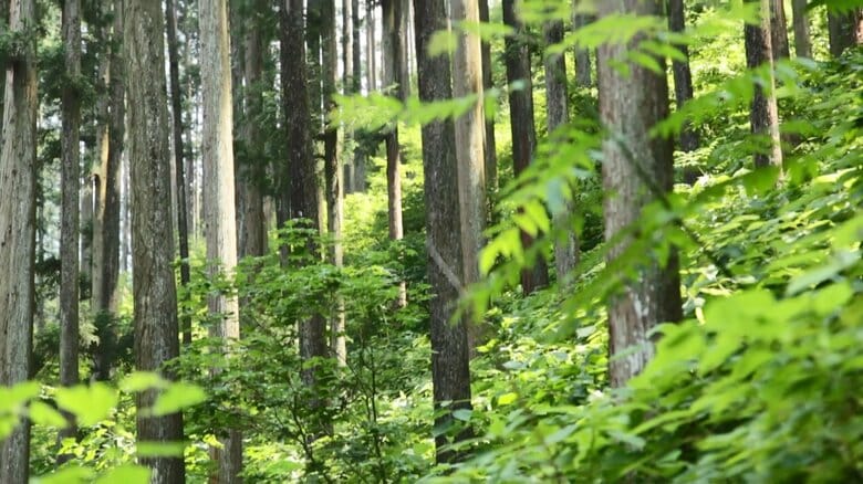 「森林環境税」6月から1人年額1000円徴収　森林整備目的の交付金4割使われず…「無駄増やしてほしくない」厳しい意見も｜FNNプライムオンライン