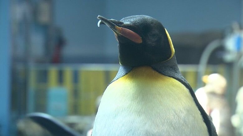 未来のパートナーは?キングペンギンの「ジュン」婚活へ 「一夫一妻制」のペンギンには“重大イベント” 長崎ペンギン水族館|FNNプライムオンライン