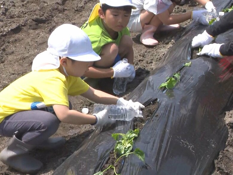 畑で歓声上がる…保育園児がサツマイモの苗植え体験 約50人がコツをつかむと次々に 愛知県西尾市｜FNNプライムオンライン