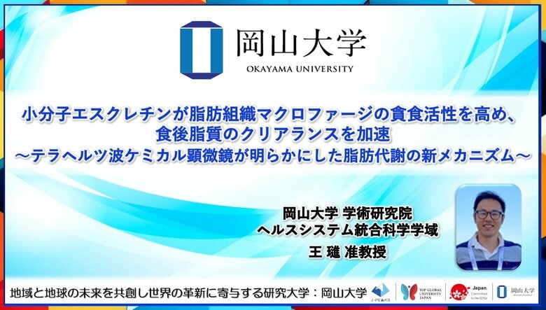 【岡山大学】小分子エスクレチンが脂肪組織マクロファージの貪食活性を高め、食後脂質のクリアランスを加速~テラヘルツ波ケミカル顕微鏡が明らかにした脂肪代謝の新メカニズム~