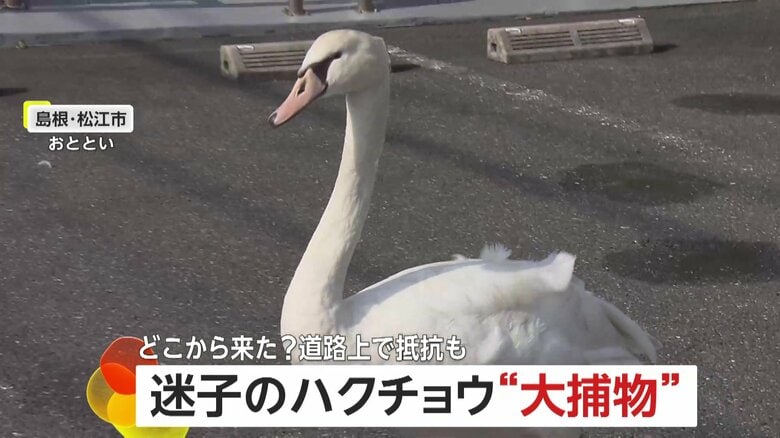 “迷子の白鳥”街中で大捕物…羽広げて威嚇する「コブハクチョウ」車道に飛び出して抵抗も大混乱の末に無事保護　｜FNNプライムオンライン