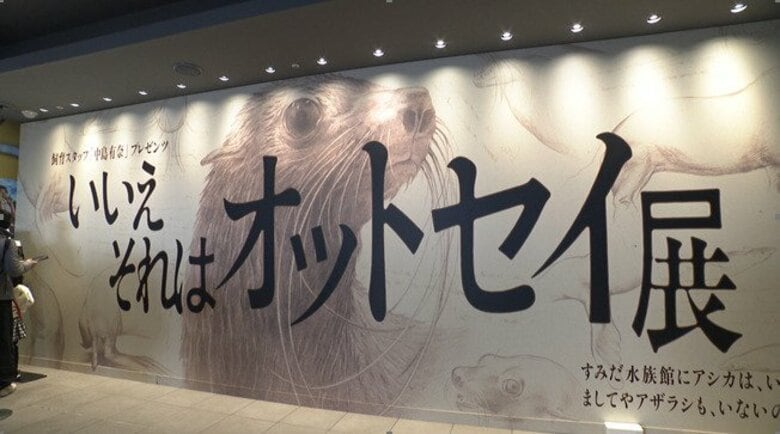 【注目】見分け方は「耳たぶ」！アシカ・アザラシと「オットセイ」の違いを紹介する「いいえ、それはオットセイ」展が開催　東京・すみだ水族館｜FNNプライムオンライン