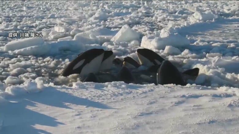 無事脱出？“シャチの群れ”確認できず　10頭以上が流氷に閉じ込められるも…風で流氷の間隔広がったか｜FNNプライムオンライン