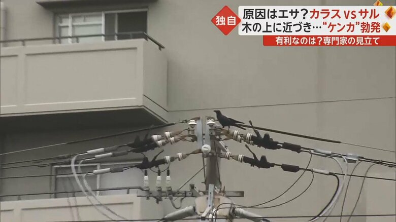 電柱の上にカラスの姿を確認