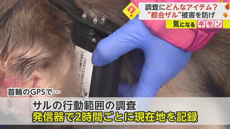 増加する“都会ザル”の被害を防ぐ