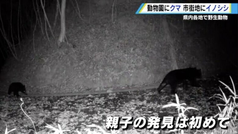 広島市安佐動物公園に侵入した野生のツキノワグマの親子