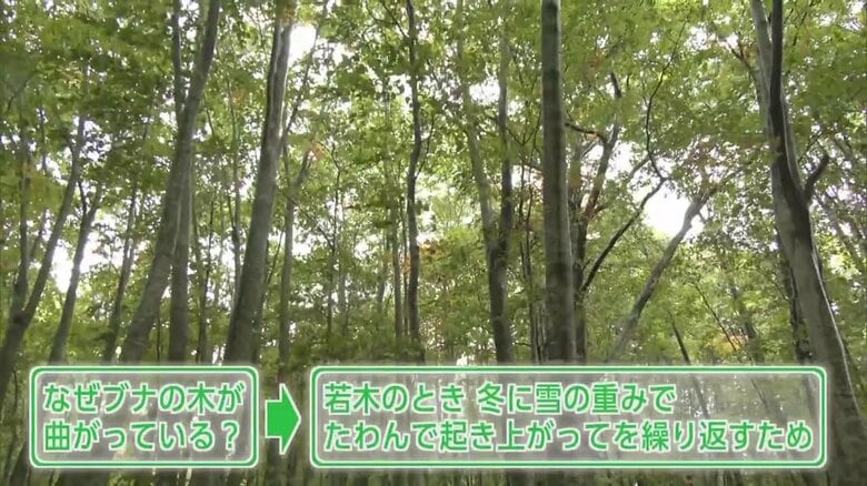 若いブナは、乾いていると樹皮が白っぽくなり「美人ブナ」とも呼ばれている