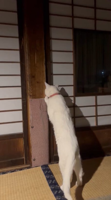 提供：いのうえもんぺさん