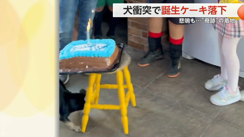 いすに衝突する犬