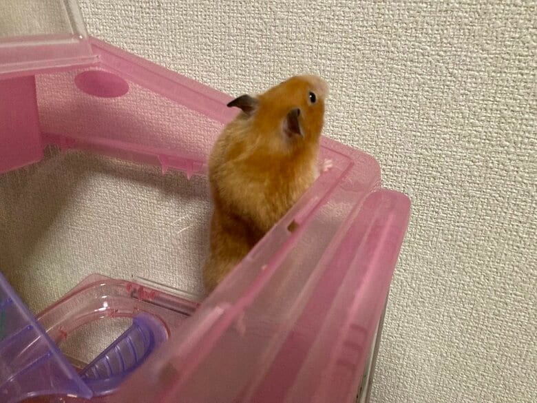 お外が気になっているきゅーちゃん