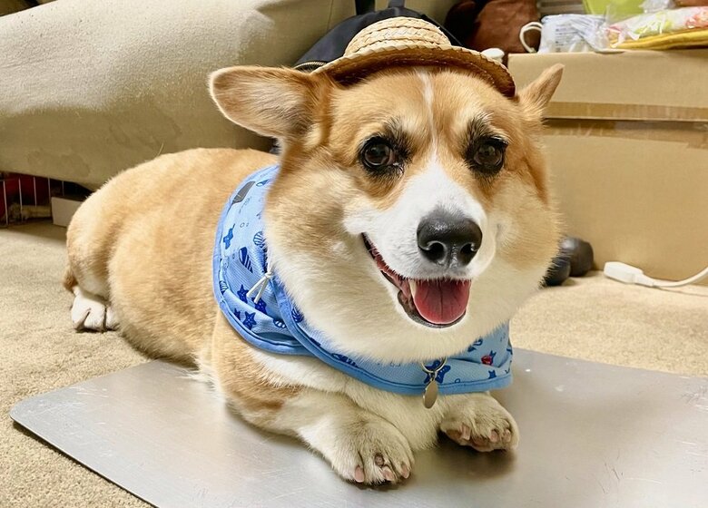 幼稚園生のようなはなちゃん