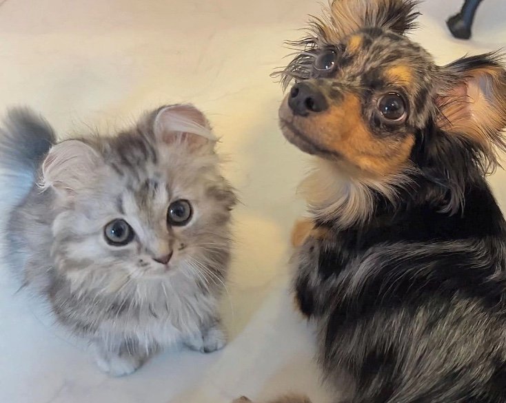 提供：チワックスの諭吉くん。さん