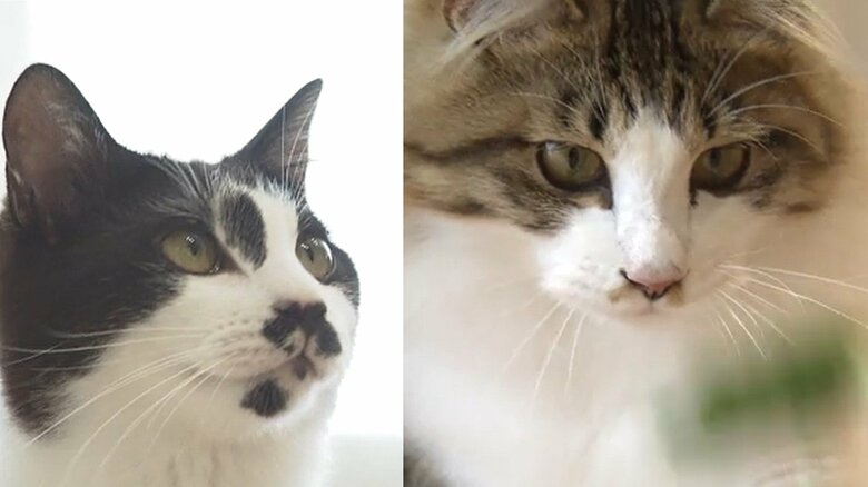 左が「ちとせ」、右が「みこと」