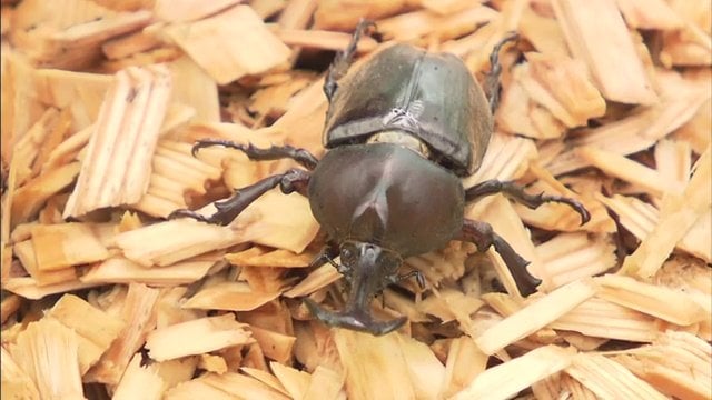 旅行商品販売を目指し　昆虫採取を計画