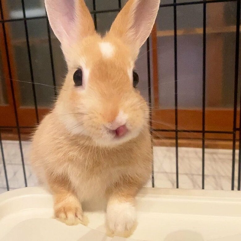 舌をペロとするツムちゃん