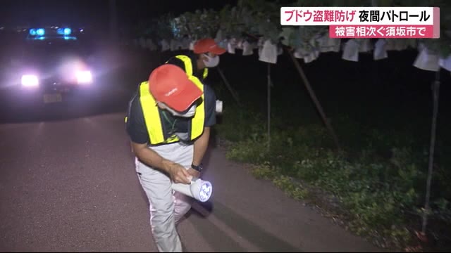 シャインマスカット盗難相次ぎ... 産地で夜間パトロール 今月、県内では男女3人逮捕 被害届も複数