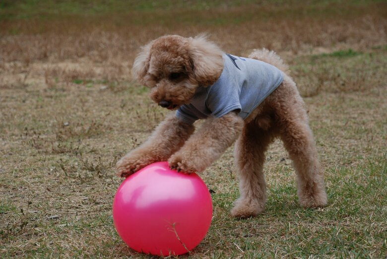 訓練士のもとで“玉転がし”を習得したデコピン君（2015年）