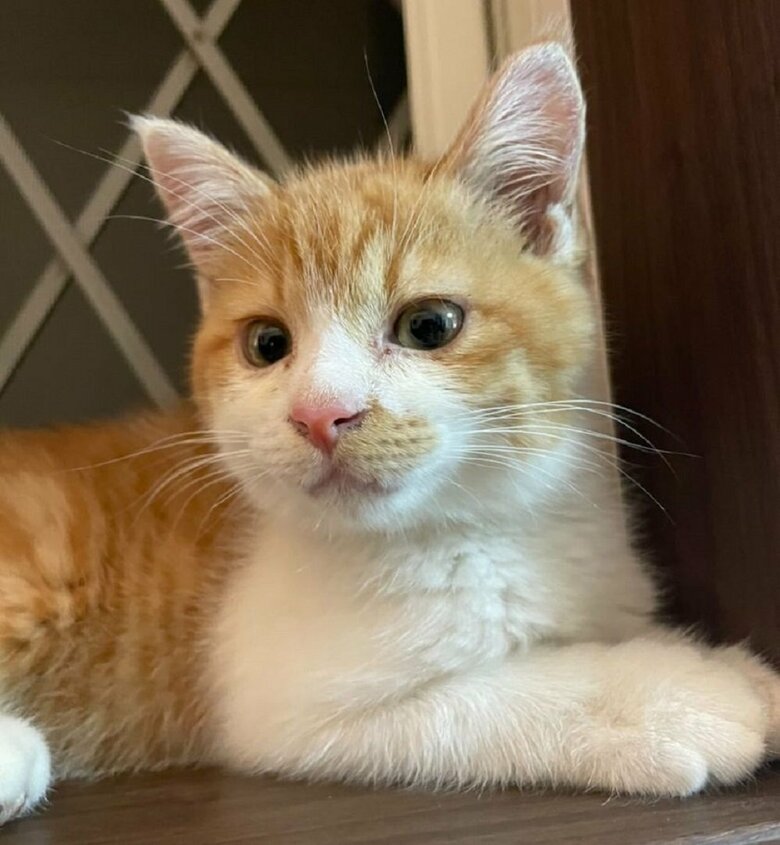 幼い頃のオフくん