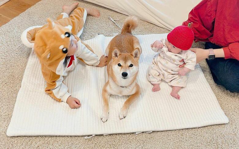 提供：柴犬りんご郎 YouTube 