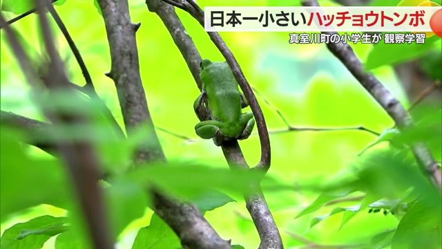 運が良ければ見れるかも　準絶滅危惧種の「モリアオガエル」