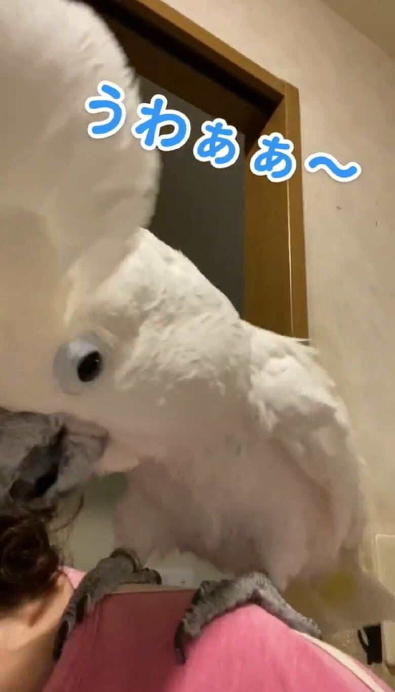 びっくりした様子のさんたくんだった