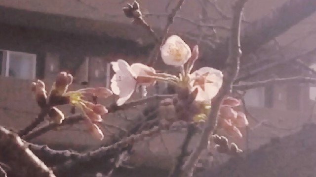 東京でフライング開花！神田川でソメイヨシノ咲く 天達気象予報士が“開花宣言”!?