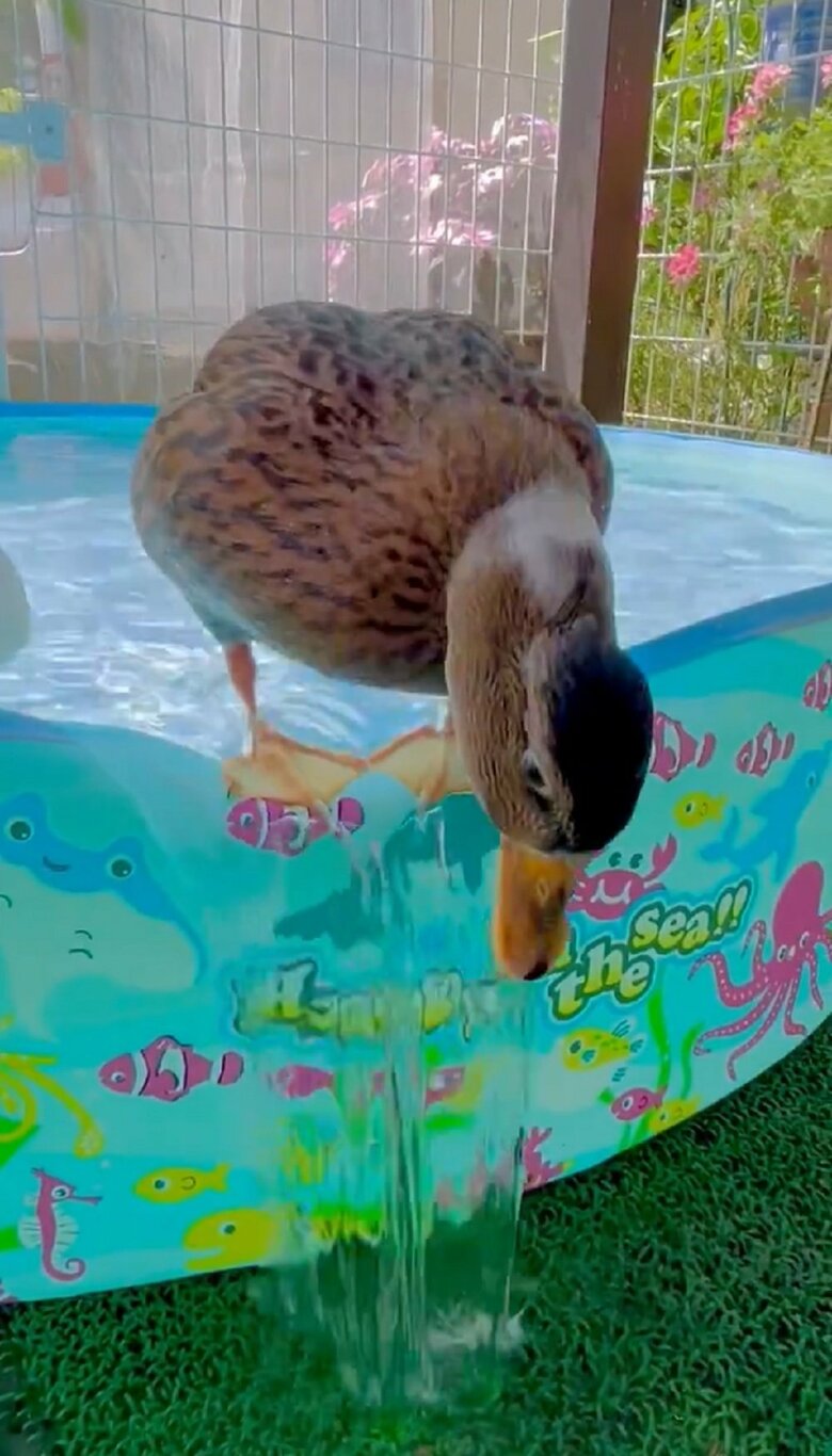 頭を下げたり、上げたりするが…