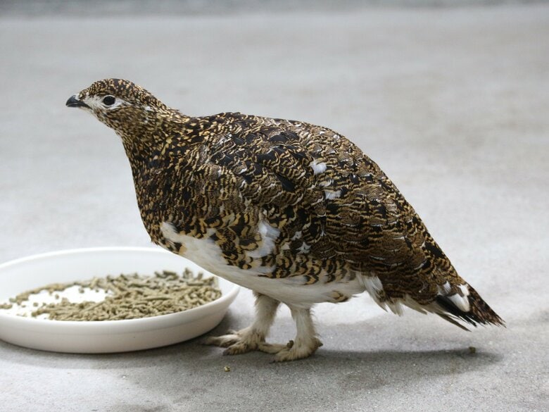 スマートな夏羽（メス）（提供：市立大町山岳博物館）