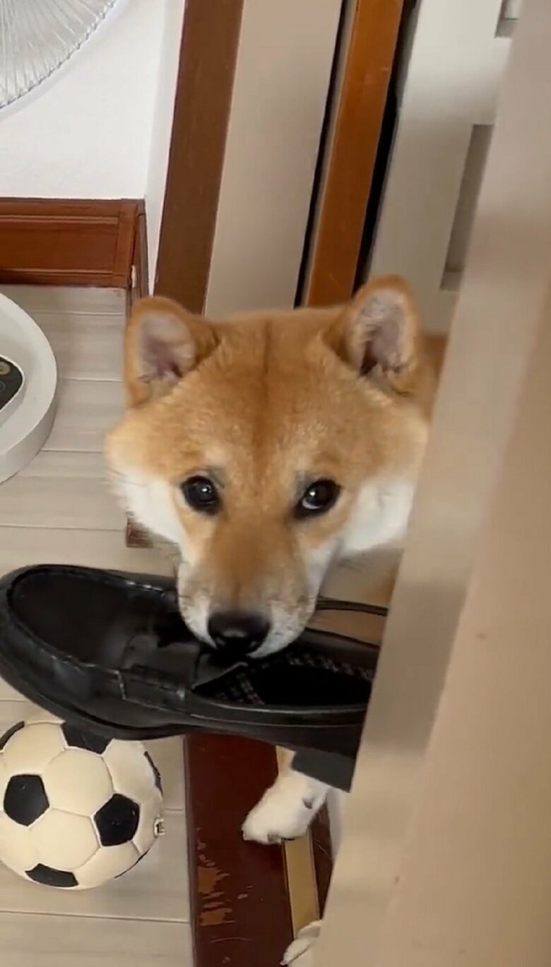 革靴をくわえたふう太くん　“検問”に引っかかる