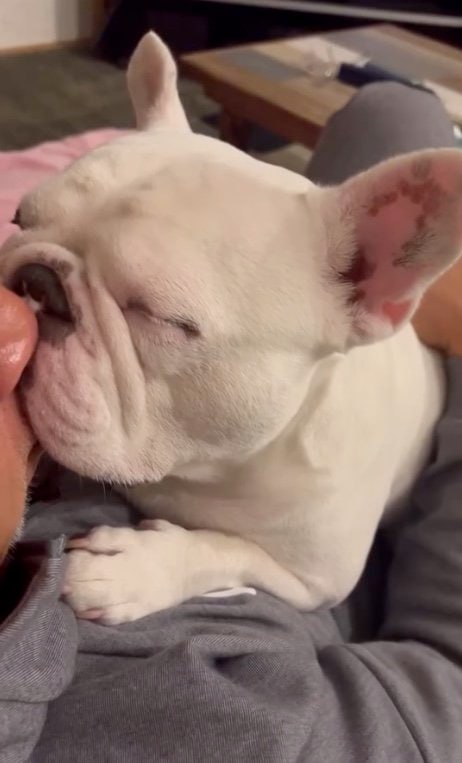 提供：こぶしさん