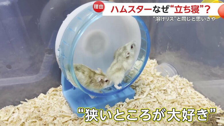 元々狭いところを好むハムスター（提供：草津熱帯圏）