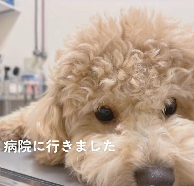 病院へ行ったうにちゃん　診察台の上