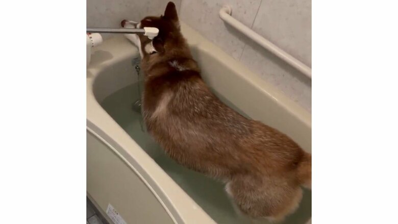 入浴が見つかったときの様子（3）浴槽の縁にあごを置いて一休み