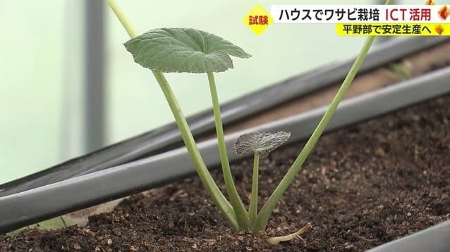 栽培されているワサビ