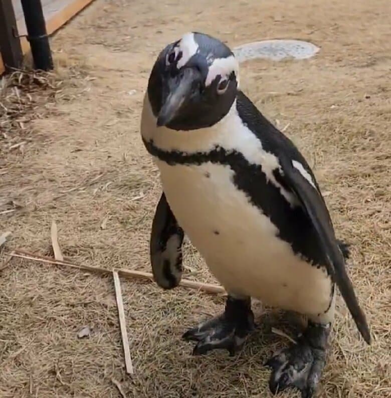 ケープペンギンのガンくん