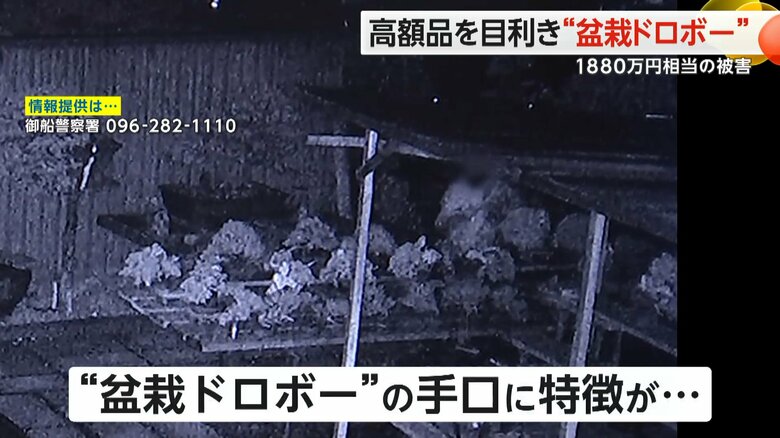 ｢高額なモノからピンポイントで盗んでいる」と見られる盆栽ドロボー