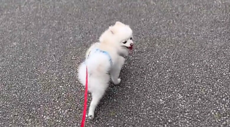 別の日のぽんちゃん。この日もチラチラ