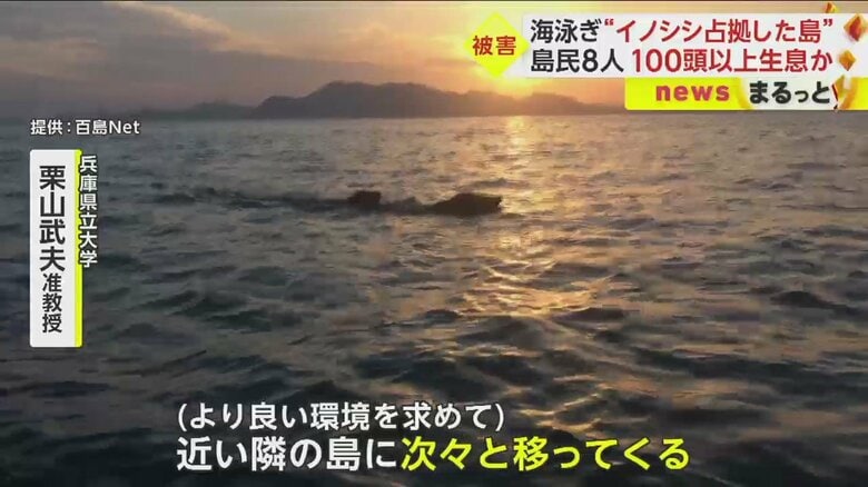 泳いで海を渡るイノシシ。瀬戸内海は、島と島の距離が割と近い