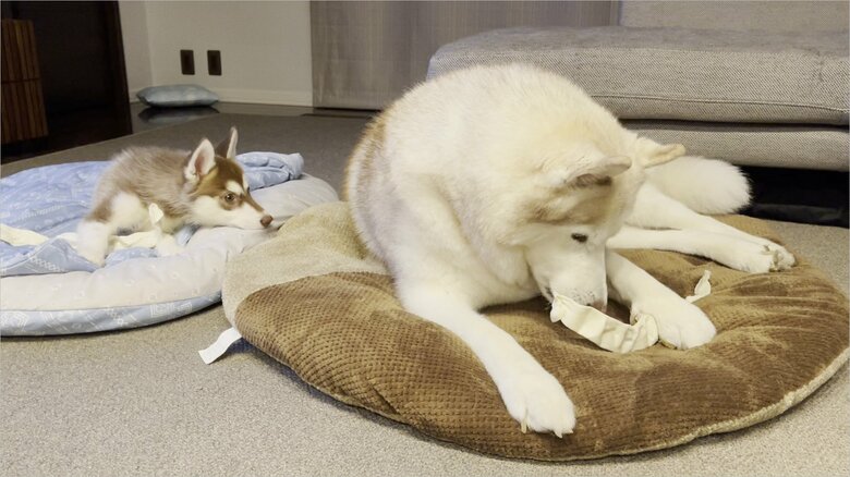 “兄犬”の背を見つめるマリアンちゃん（提供：ヴィヴィまりさん）