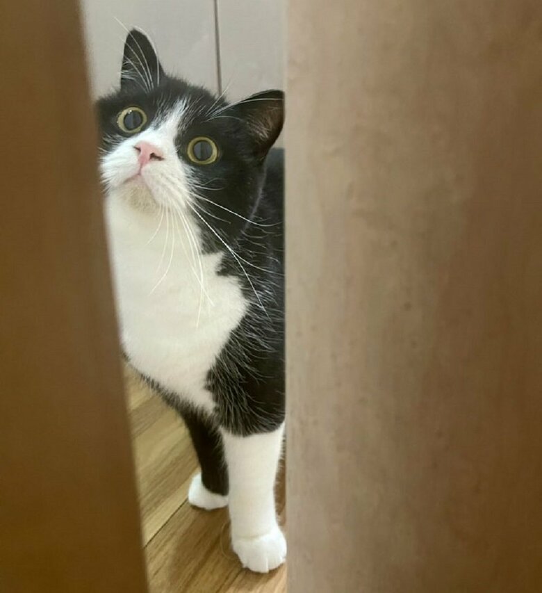 「おかえりなさい」とドアの前で待っている